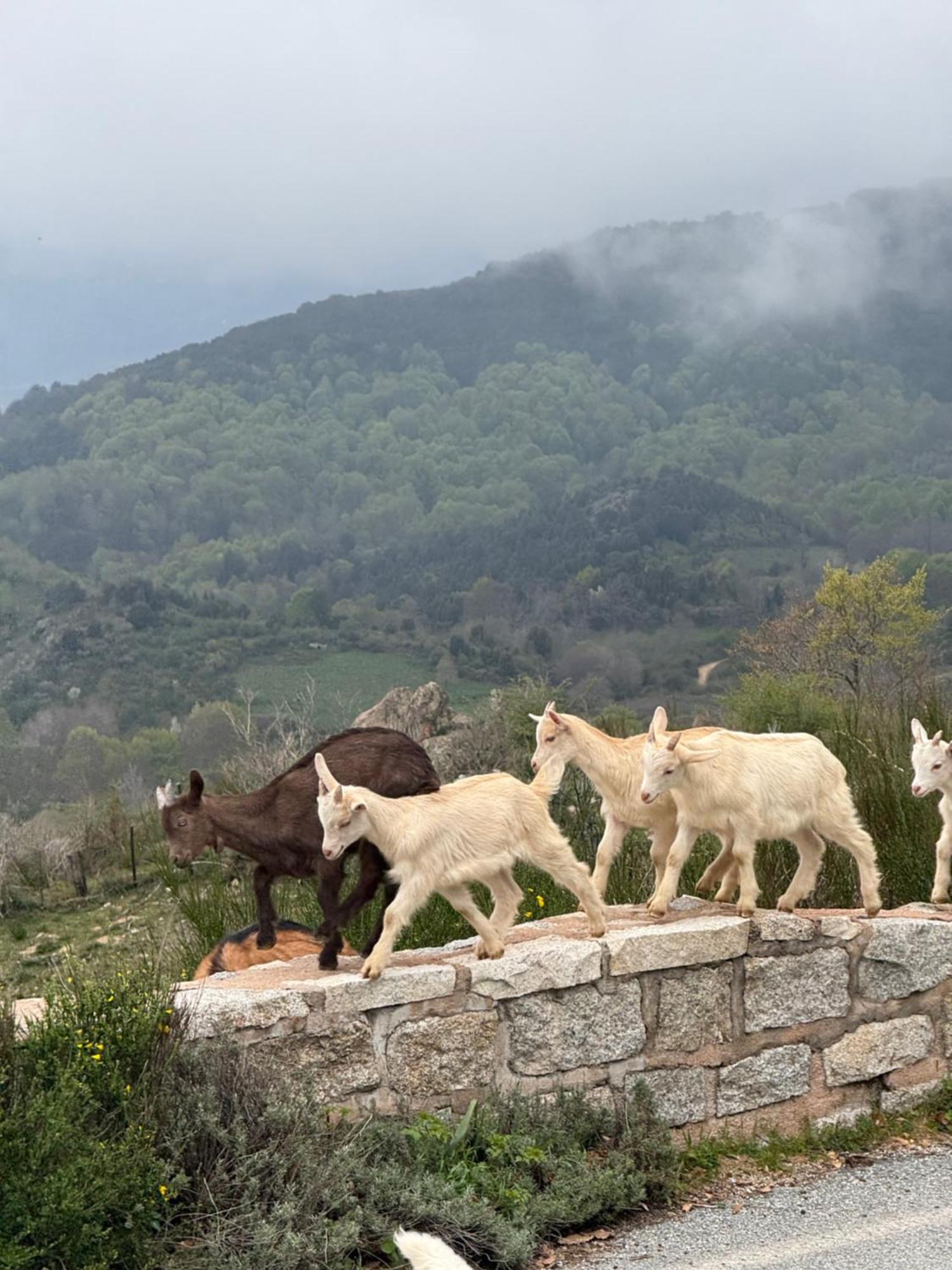 Ferme Auberge Du Col De La Vaccia Olivese Eksteriør billede